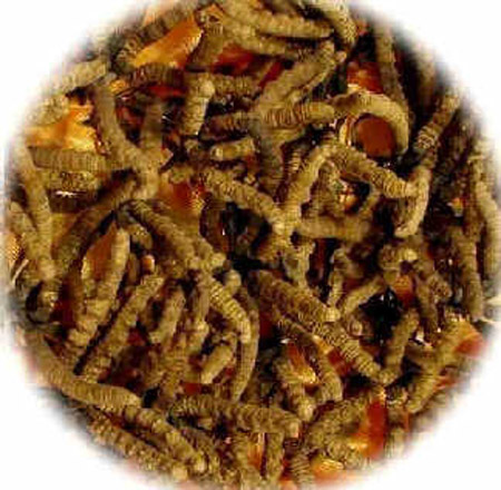 Manh khoe lam gia dong trung ha thao